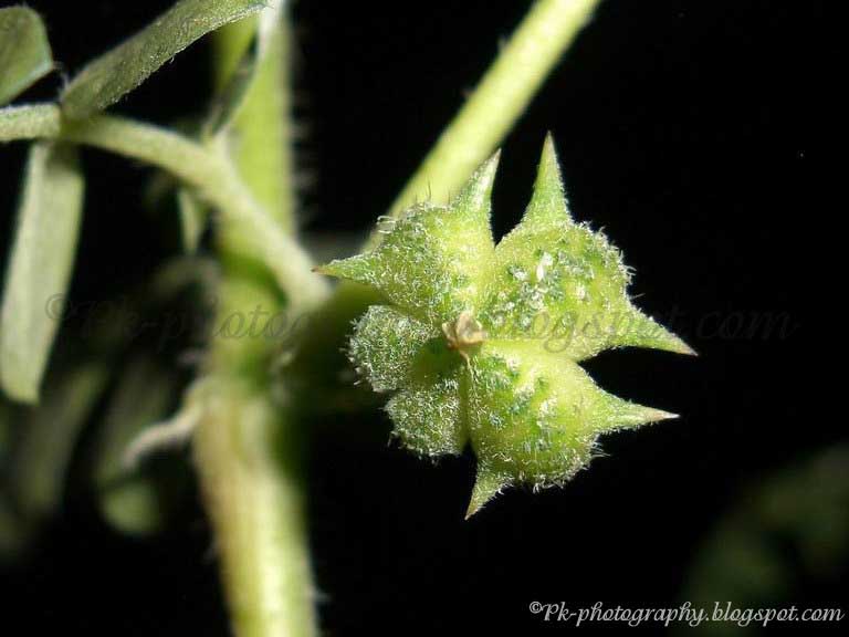 Tribulus terrestris Nature, Cultural, and Travel Photography Blog