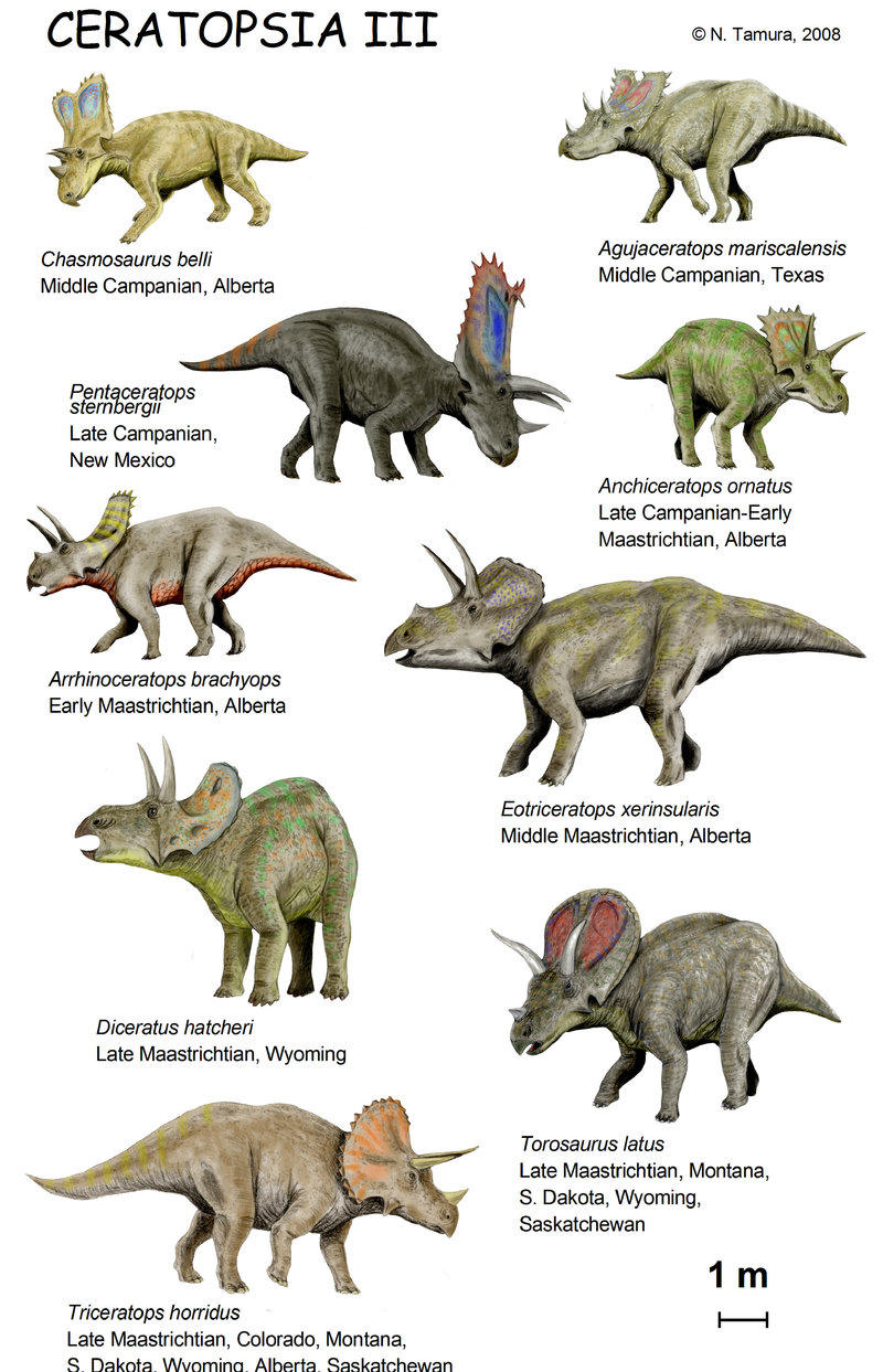 Dinosauriomanía, lo que querías saber de los dinosaurios: Ceratopsoidea, el  género del mes