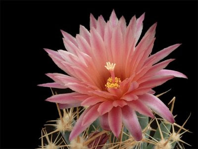 Cactus Flower