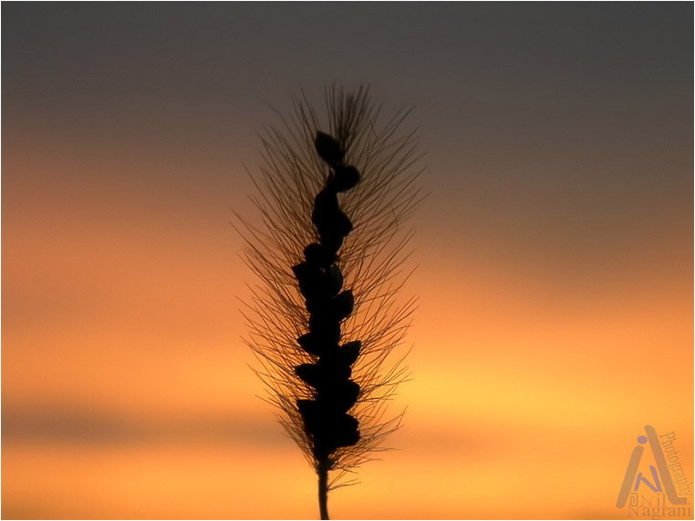 Compact Camera, Best Photo of the Day in Emphoka by Anil Nagrani, Nikon Coolpix L100, https://flic.kr/p/cuKA6U Compact Camera, Best Photo of the Day in Emphoka by Anil Nagrani, Nikon Coolpix L100, https://flic.kr/p/cuKA6U