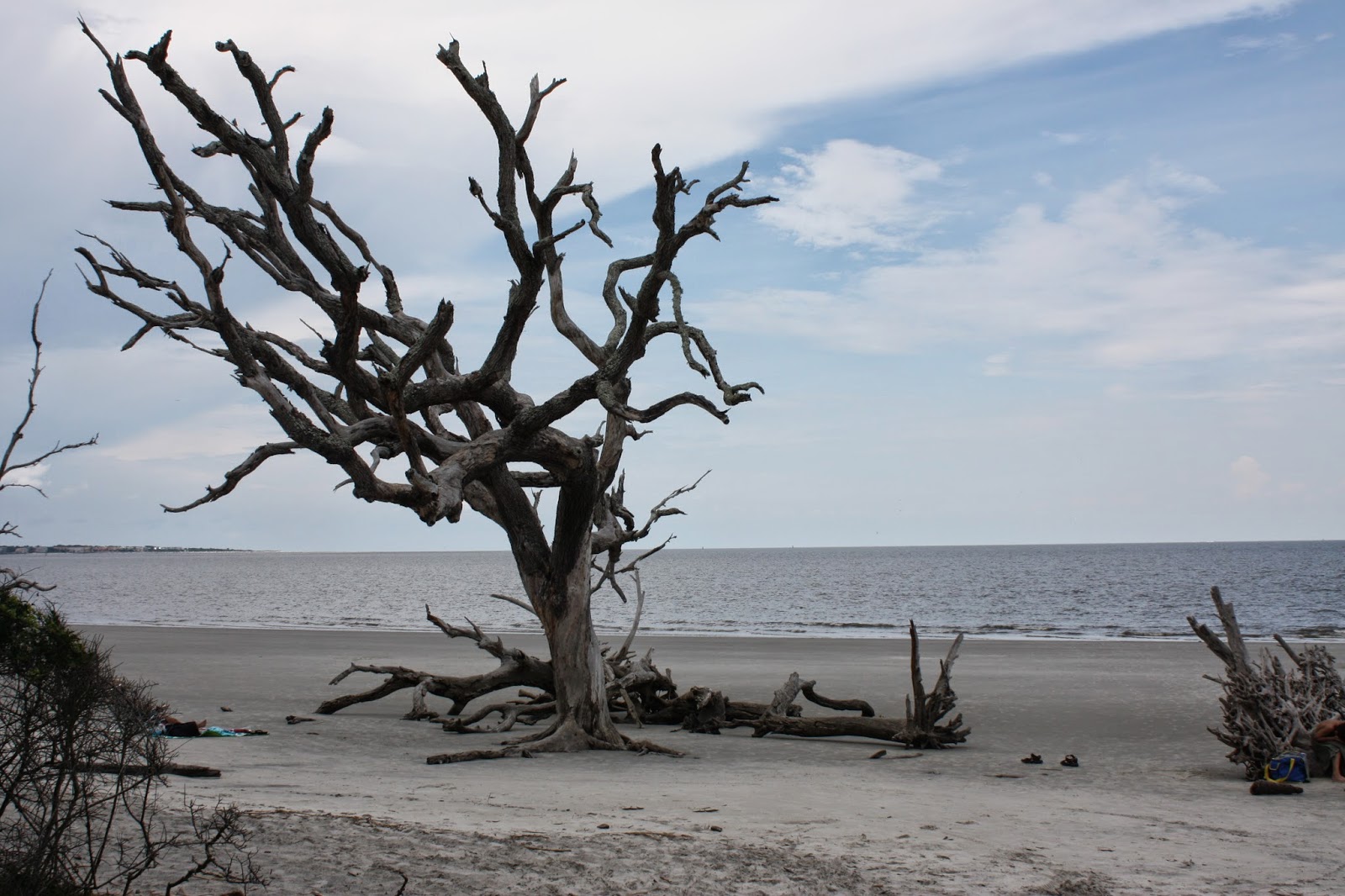 Driftwood Beach Meandering Joy