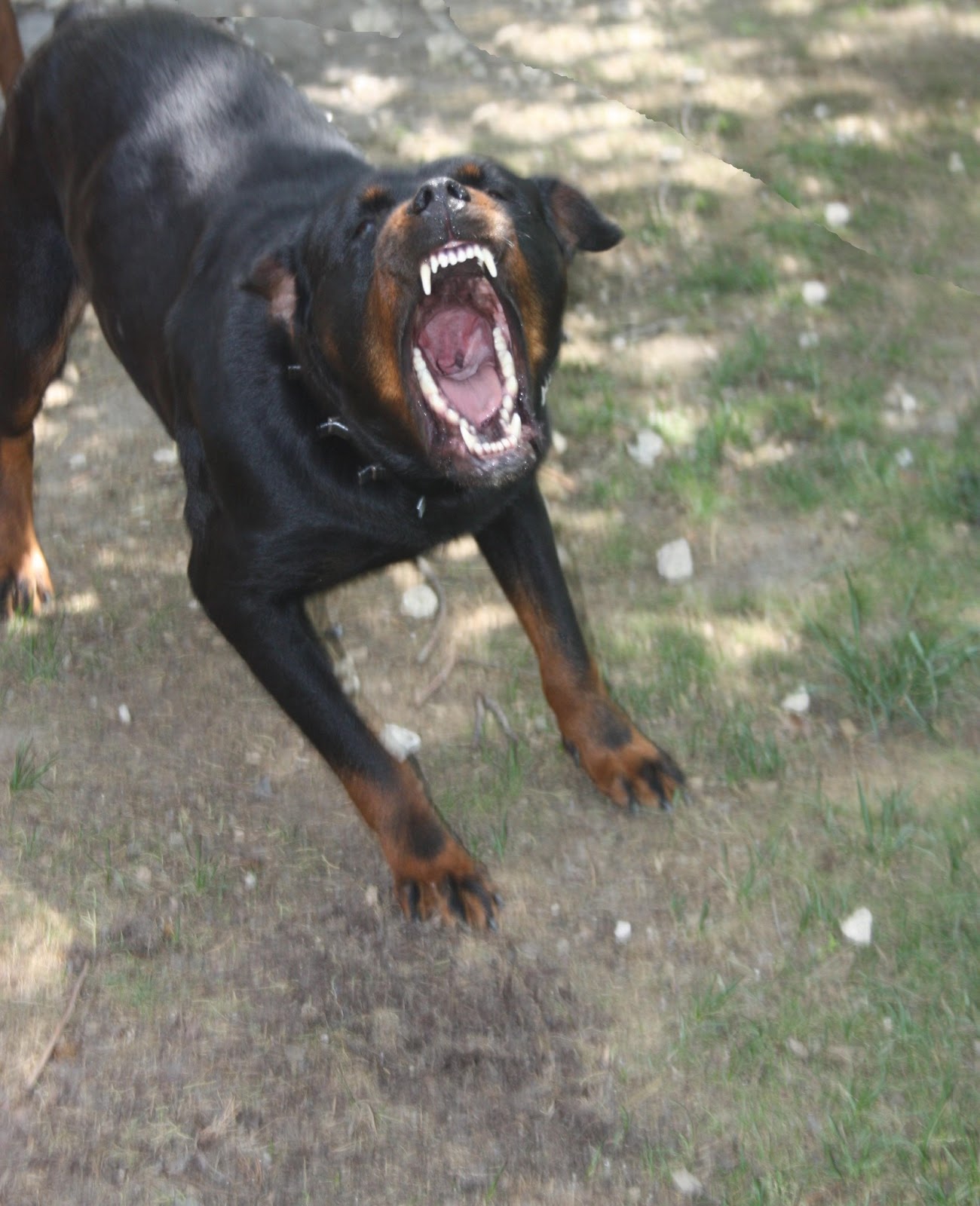 sahibinden köpek