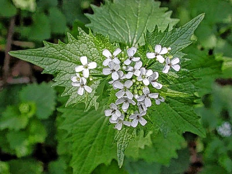 Garlic Mustard