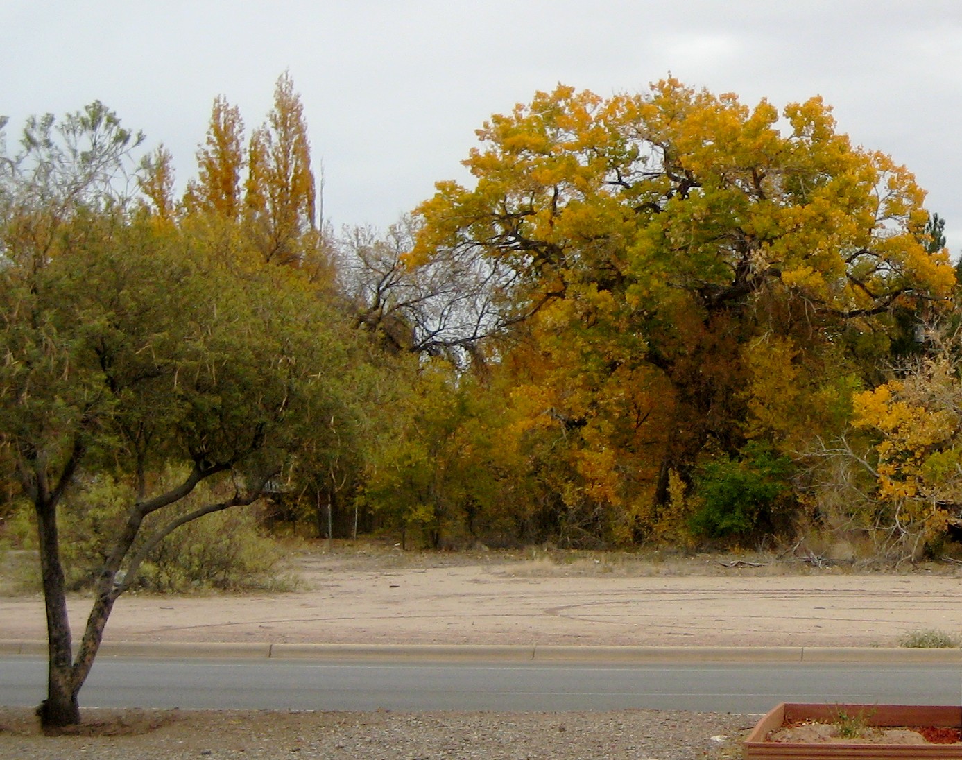 Living Rootless Tularosa, New Mexico Fall Foliage