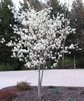 Autumn Brilliance Serviceberry ~ Autumn Crafts Picture