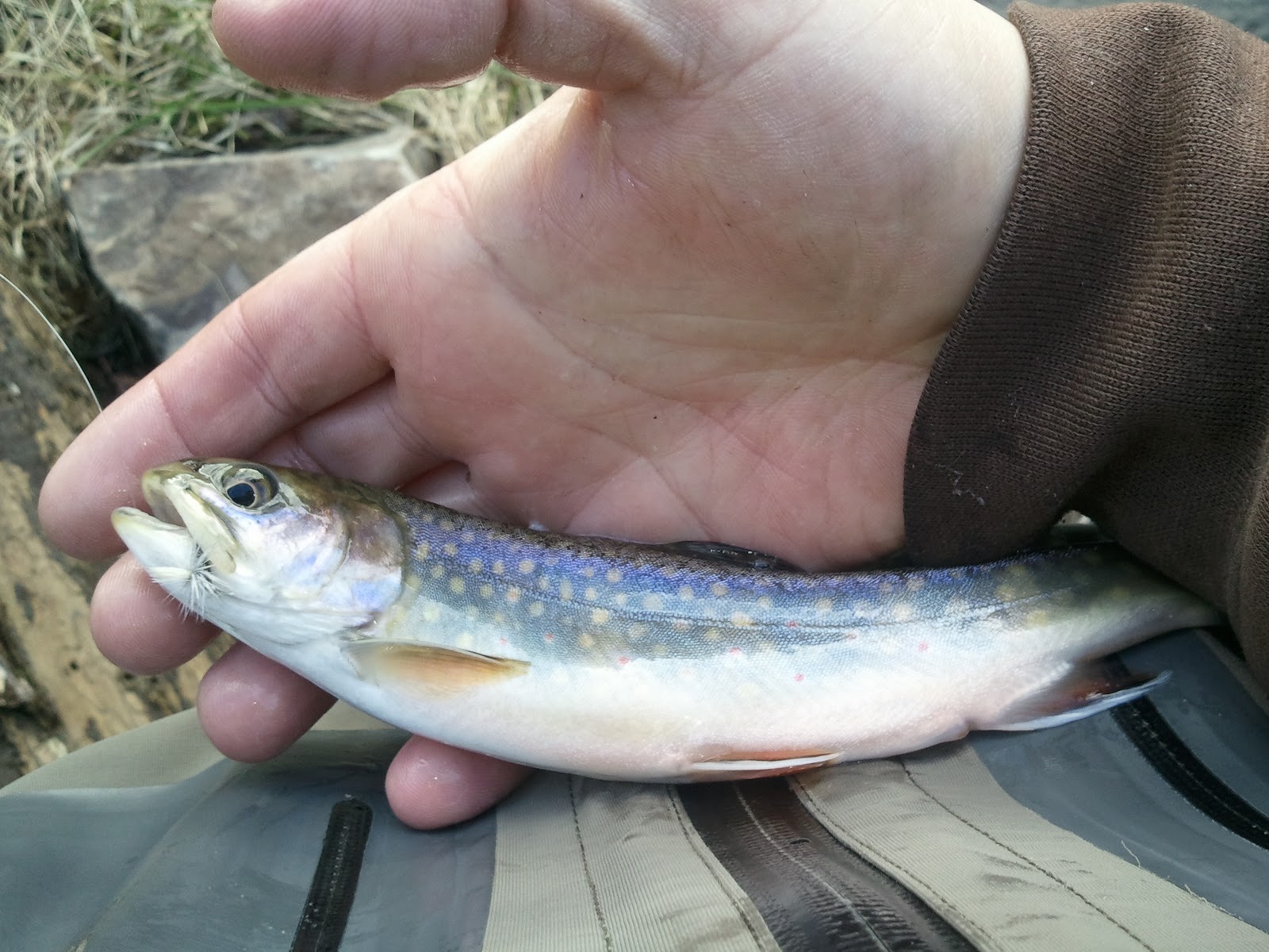 Central Pa Trout Bum Its always good to meet new Fly fishing buddies!