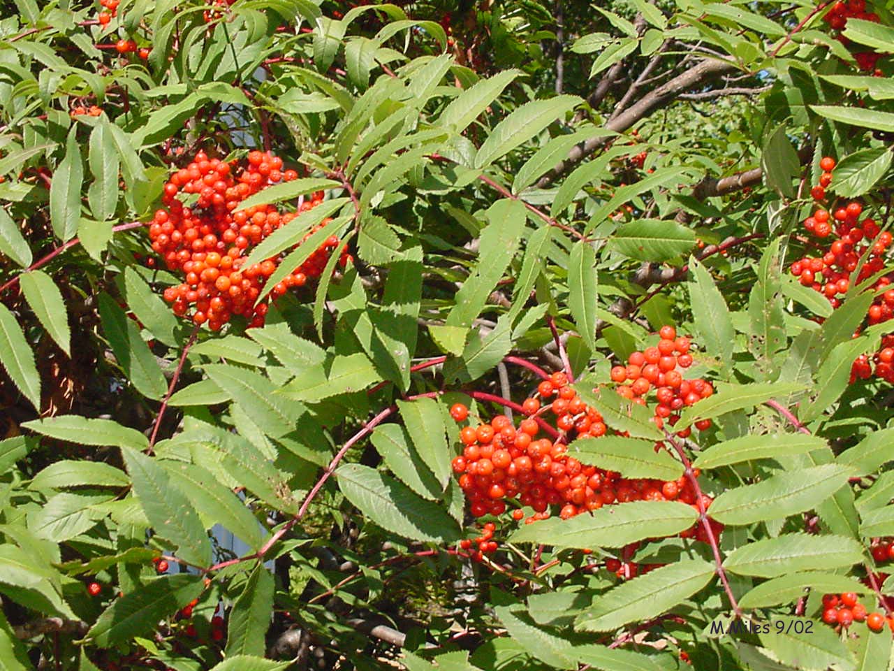 Mast Year Appalachian Mountain Club