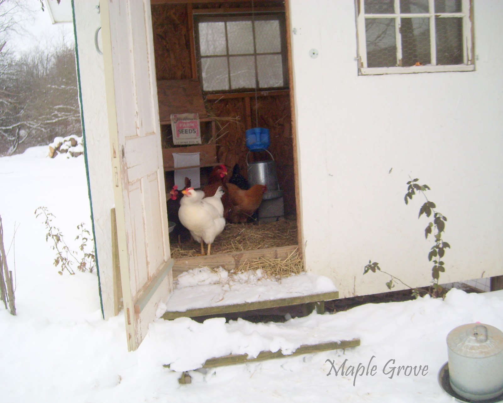 Maple Grove Keeping Chickens in the Winter