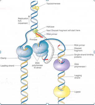 My Biomedical Notebook Dna Replication