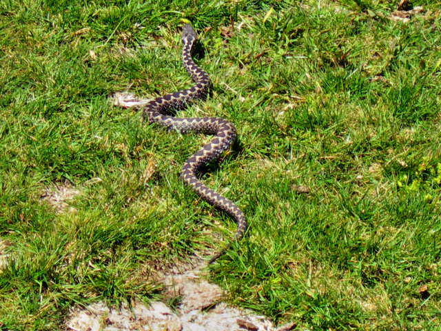 Vibora do Gerês