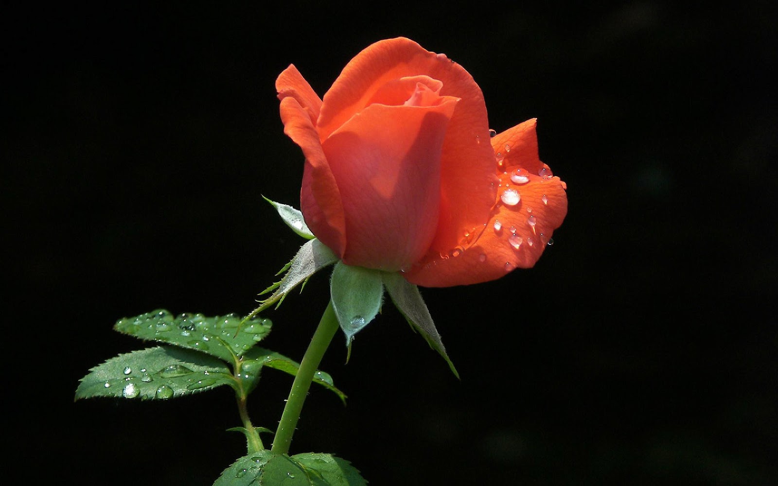Romance Images Romance Images