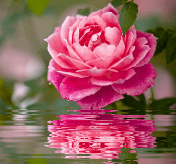 EVIDÊNCIAS... Rosas No fundo da água, efeitos gifs refléxo