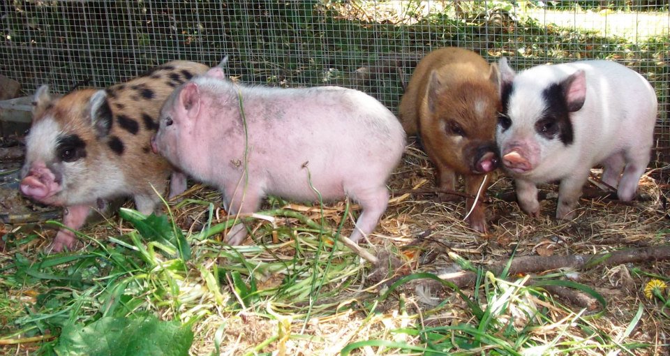 dancing hen farm the little rascals potbelly pigs size