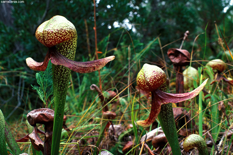 Green Eaters Darlingtonia Californica Planta Cobra Green Eaters Darlingtonia Californica Planta Cobra