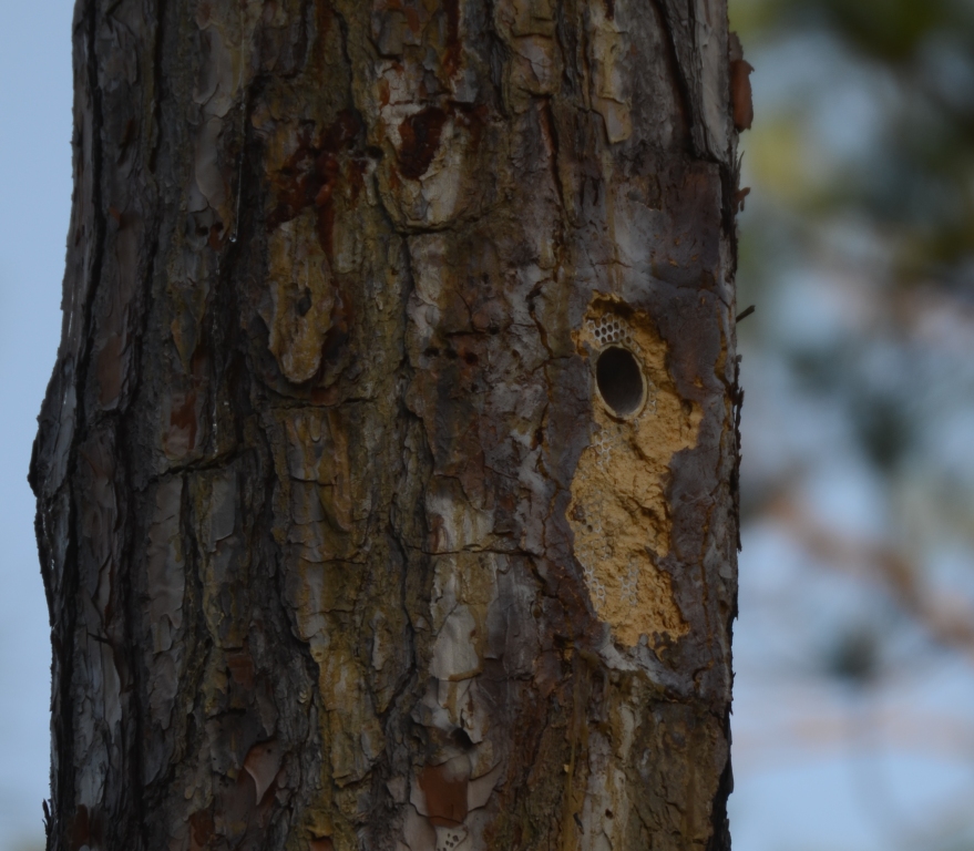 Ohio Birds and Biodiversity: Red-cockaded Woodpecker