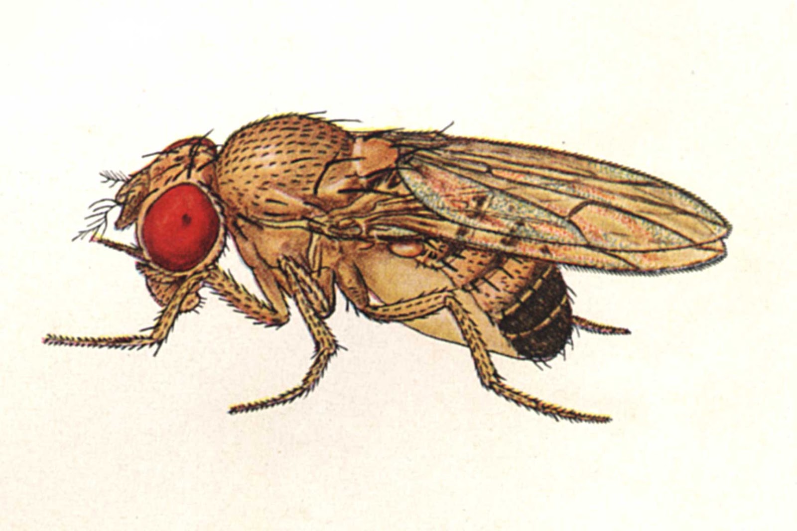 EL MACHO Y LA HEMBRA DE LA DROSOPHILA el macho y la hembra de la drosophila: