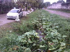 Rua Maranhão que vergonha.