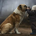 Prepare-se para ficar abalado quando descobrir o que seu cão pensa sobre você.