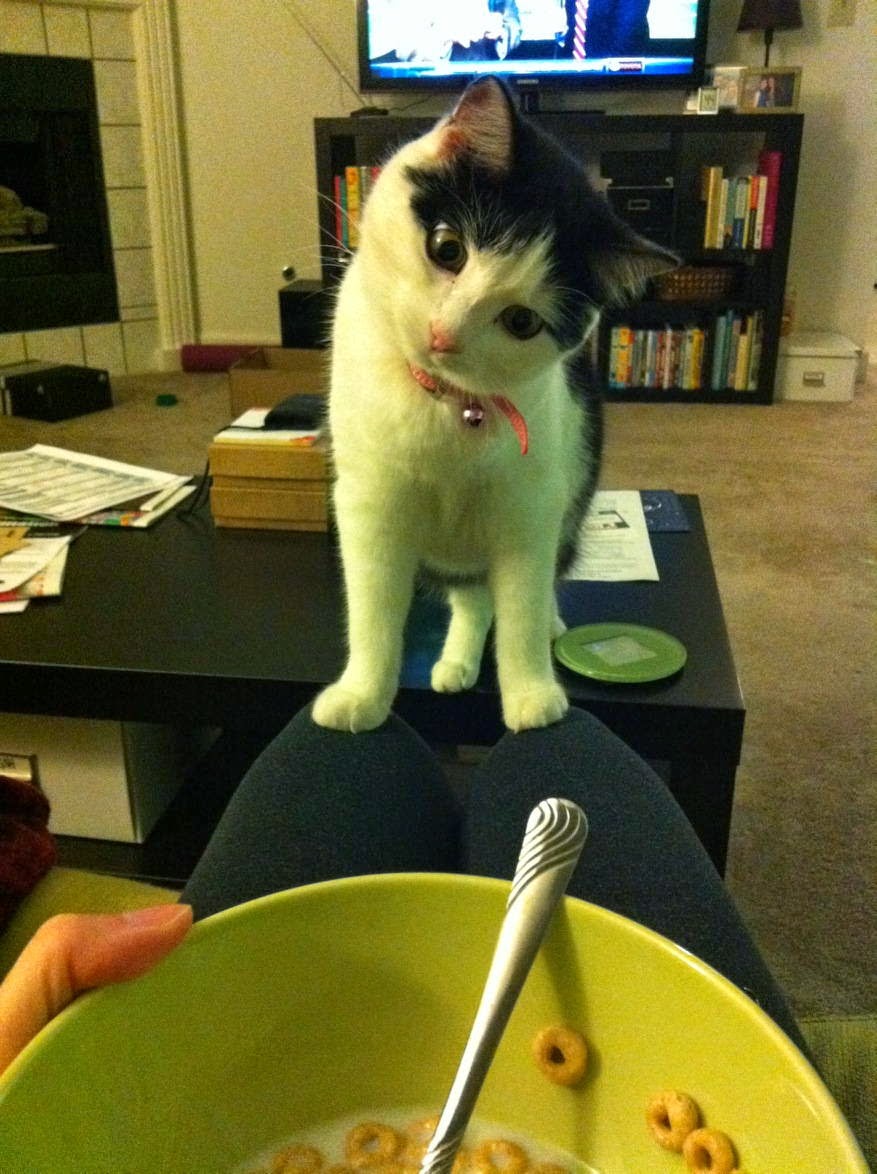 Funny cats - part 96 (40 pics + 10 gifs), cat pictures, cat wants human's food