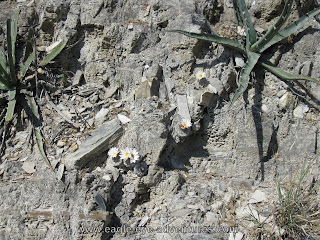 Strombocactus disciformis and Agave xylonacantha