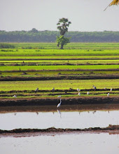 Rice Field, Thailand June 2012