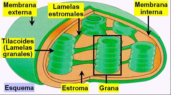 Estructura Celular Organulos Exclusivos De Las Celulas Vegetales