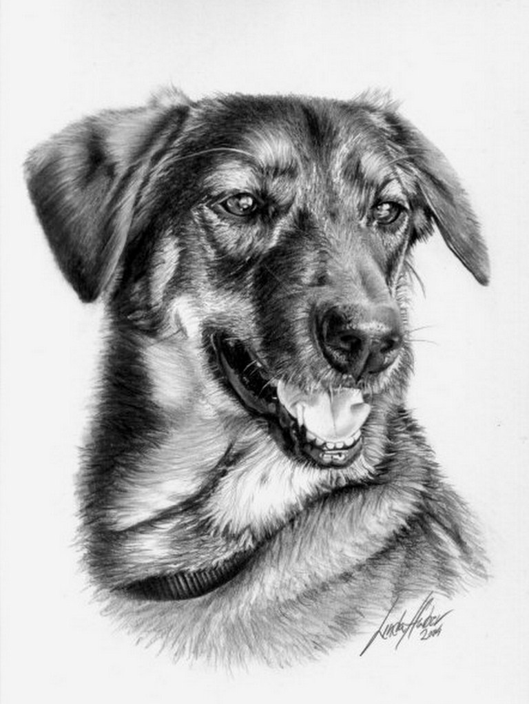 Arte Pinturas Óleo: Dibujos de Animales, Lápiz Sobre Papel