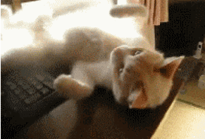 caturday+morning.gif