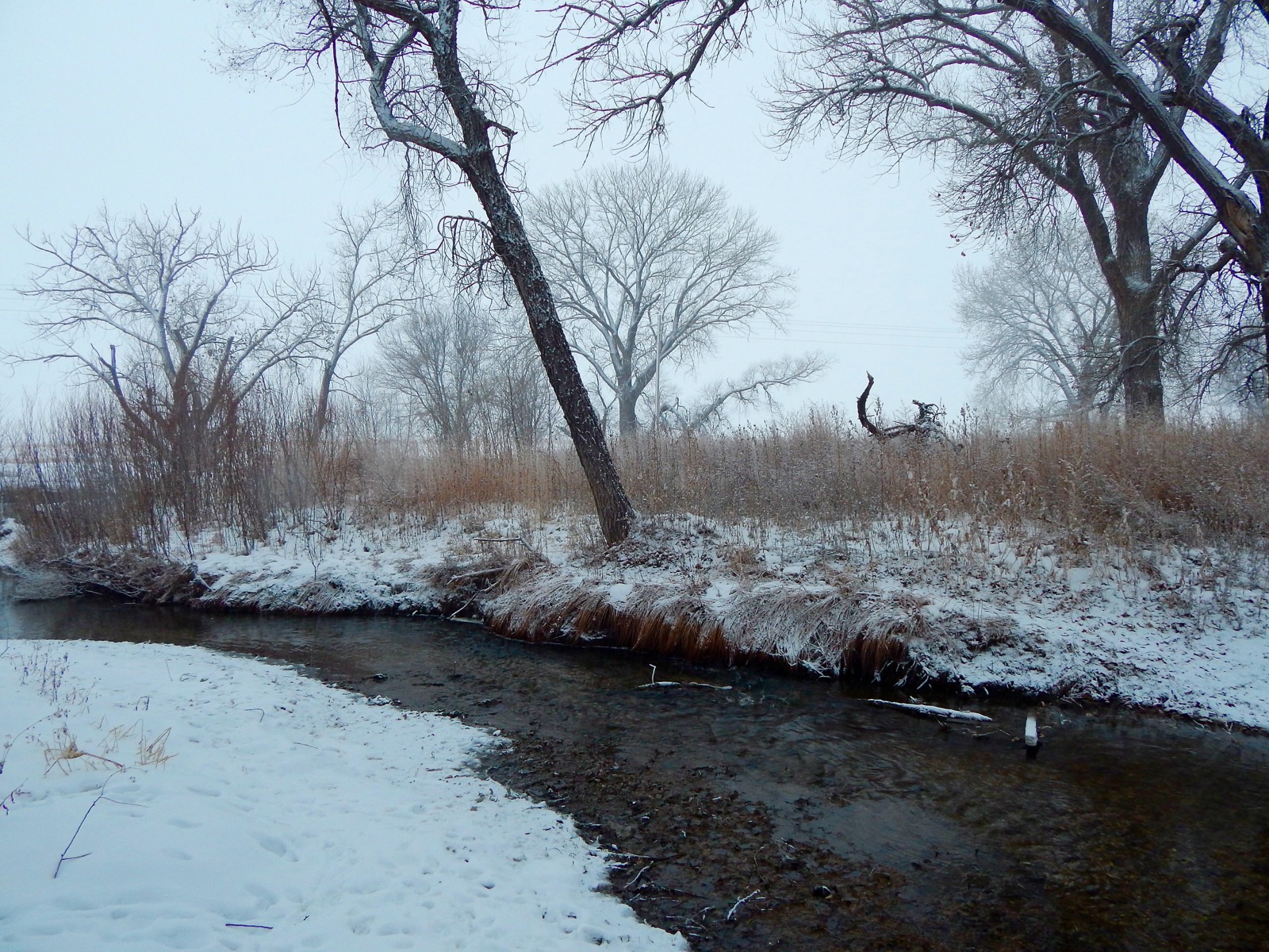 Impression Evergreen Western Nebraska A Winter Eden