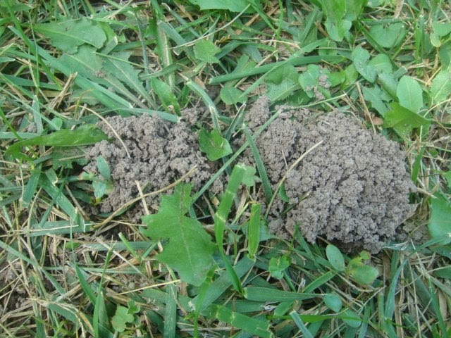 Jardinería Pampeana: MONTÍCULOS DE TIERRA, en el césped.