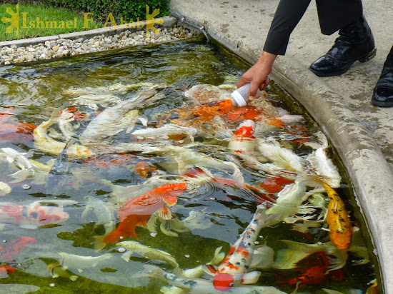 Feeding Koi fishes in Wat Rong Khun, Chiang Rai, North Thailand