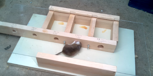 How small a hole can a mouse get through? Experiments by Matthias Wandel