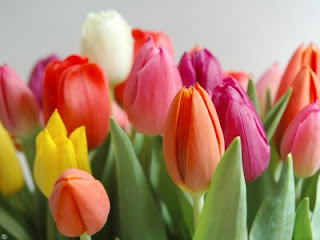 Tulipán, una flor con historia . tulipanes de colores