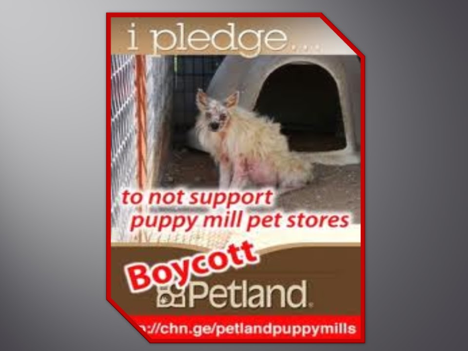 PETION SITE Petland USA Stop Selling Pets Fire Puppy Mills