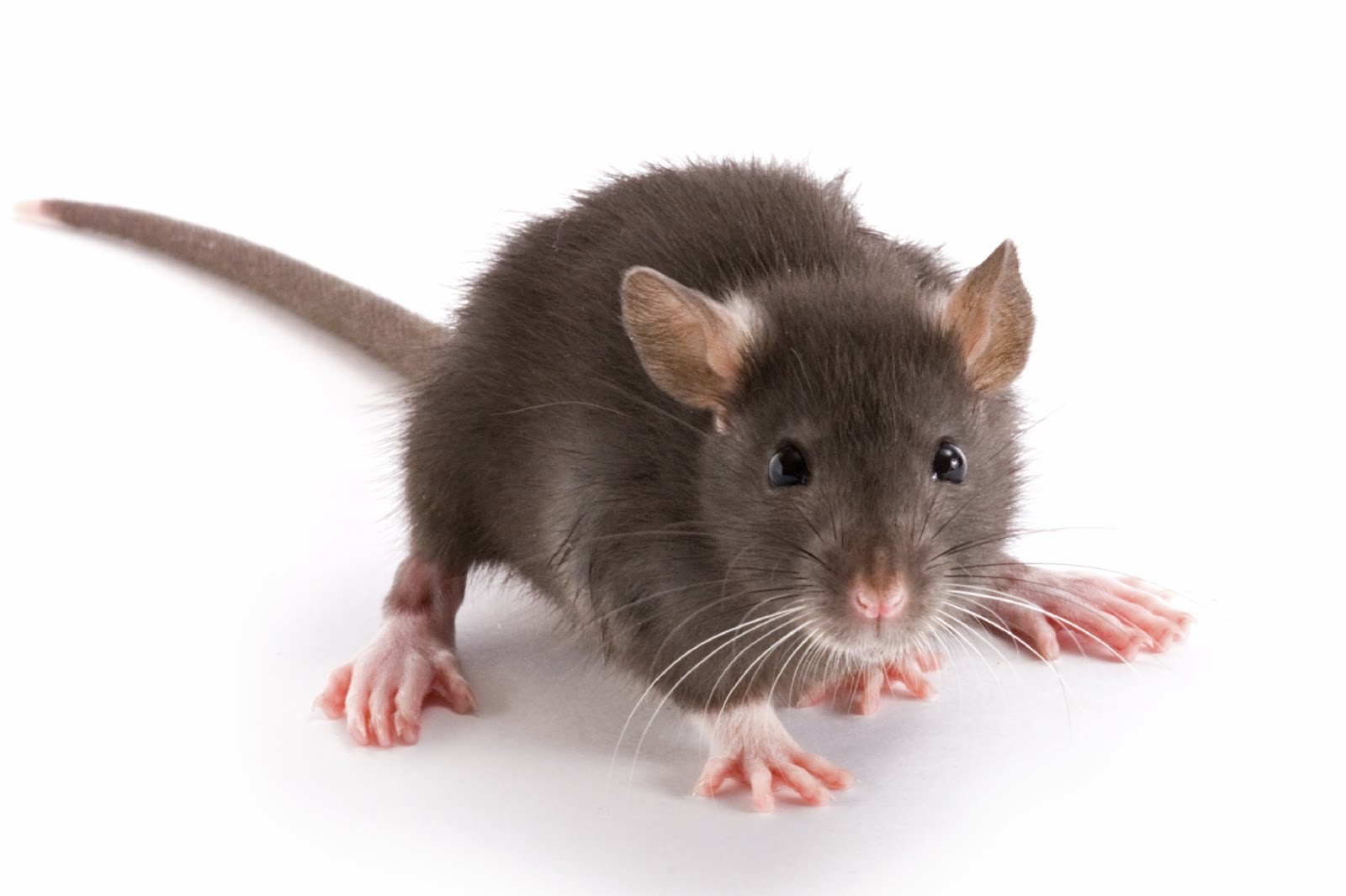Rat control las vegas
