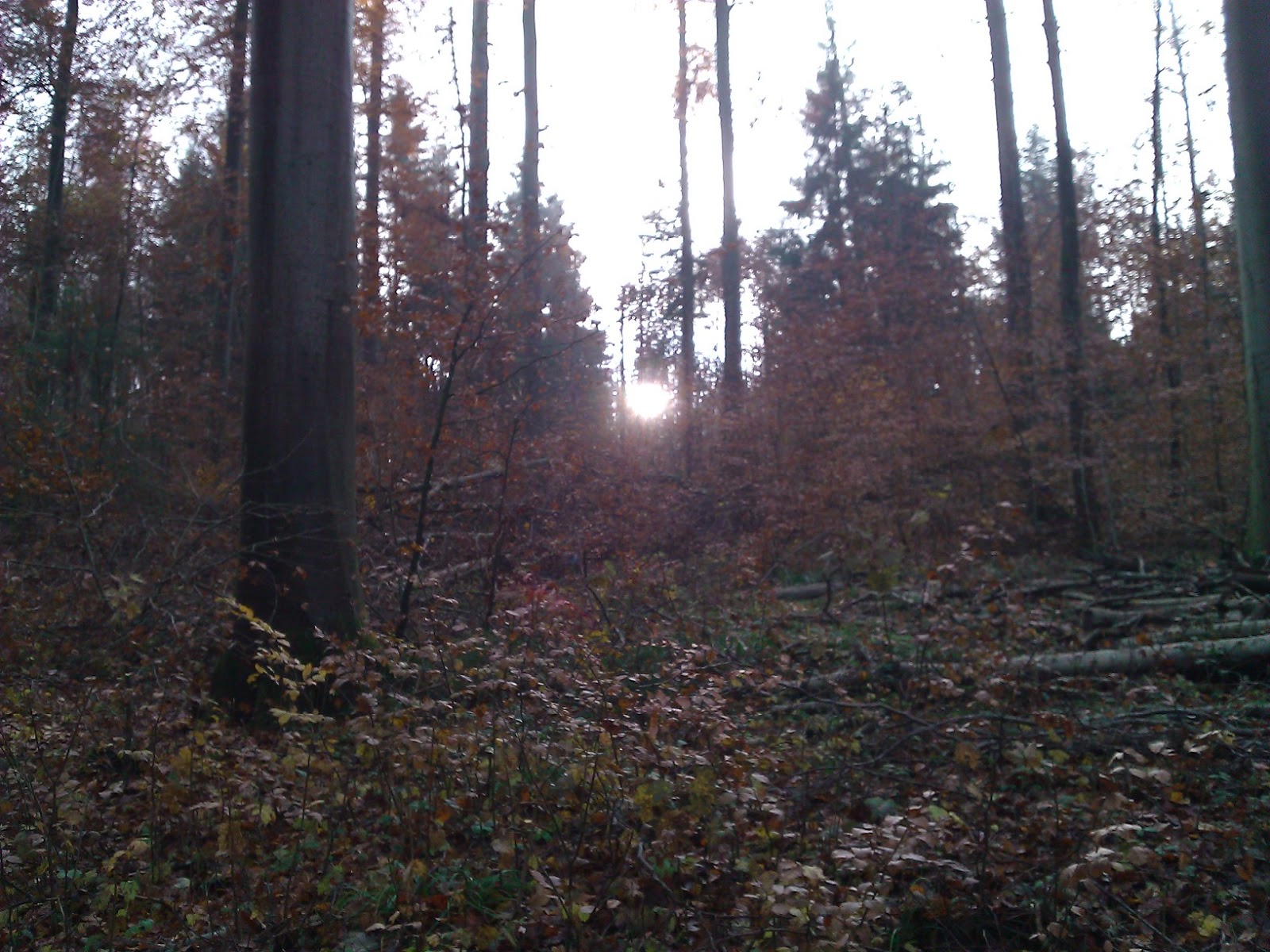 Der Bewusste Freigeist 2012