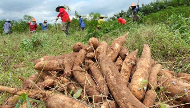 San Martín: Agricultores accederán a Seguro Agrícola Catastrófico Iniciativa se dirige a los de esc