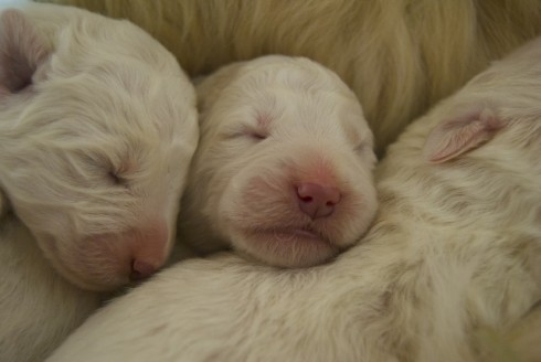 baby white puppies