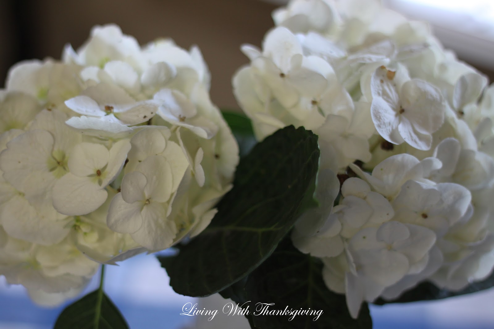 Flowers Bring Joy Living With Thanksgiving