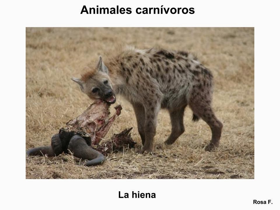 Carnivoros, Herbivoros i Omnivoros YouTube