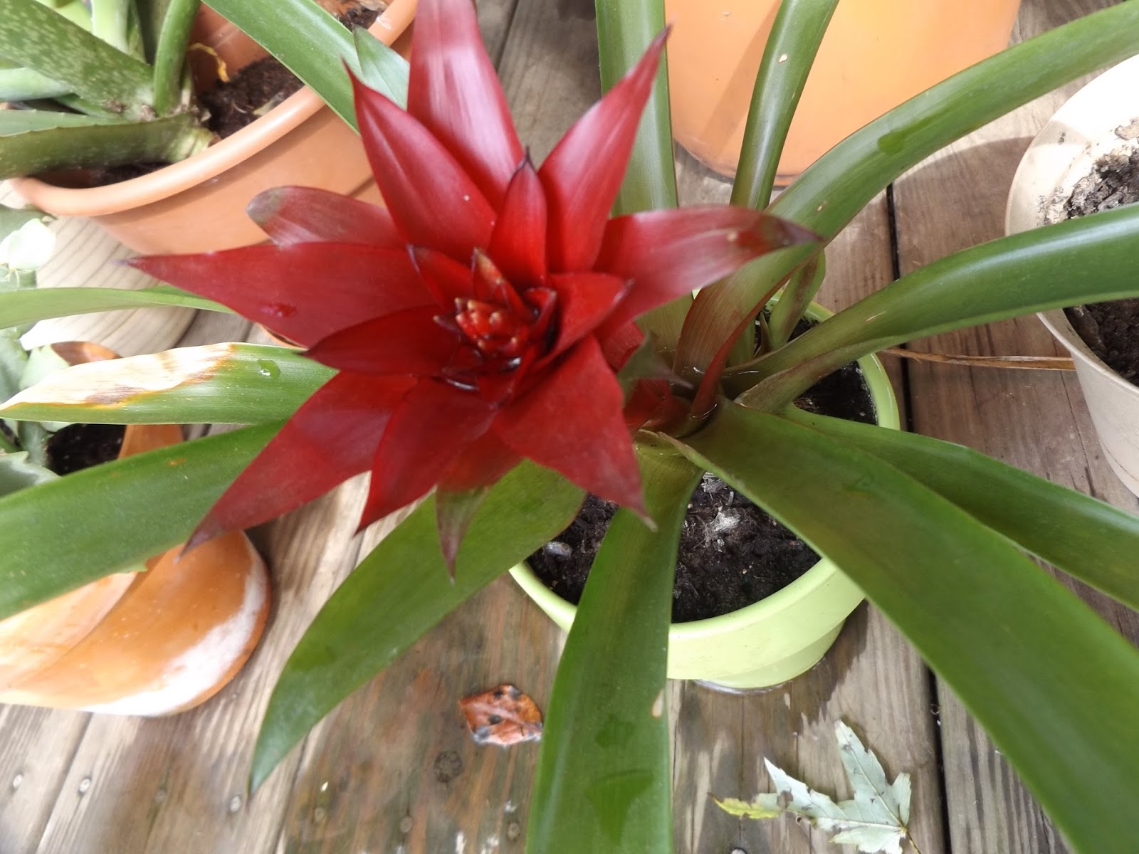 What low maintenance tropical houseplants to grow (VIDEO) VeggieBoards