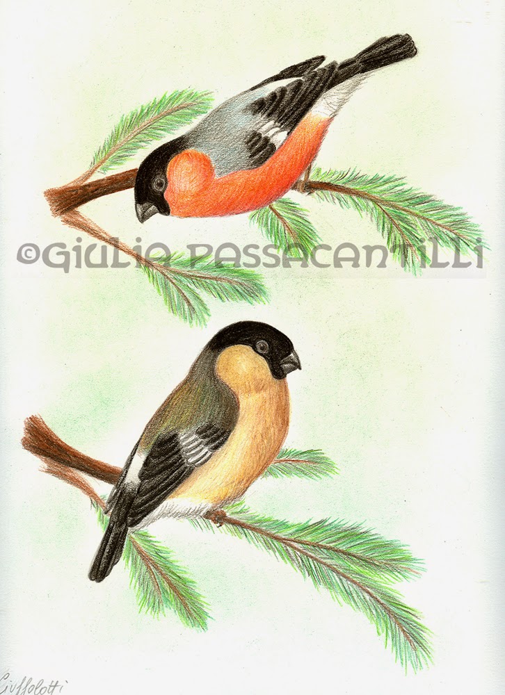 Giulia Passacantilli Disegni Sketch Illustrazioni Ciuffolotti