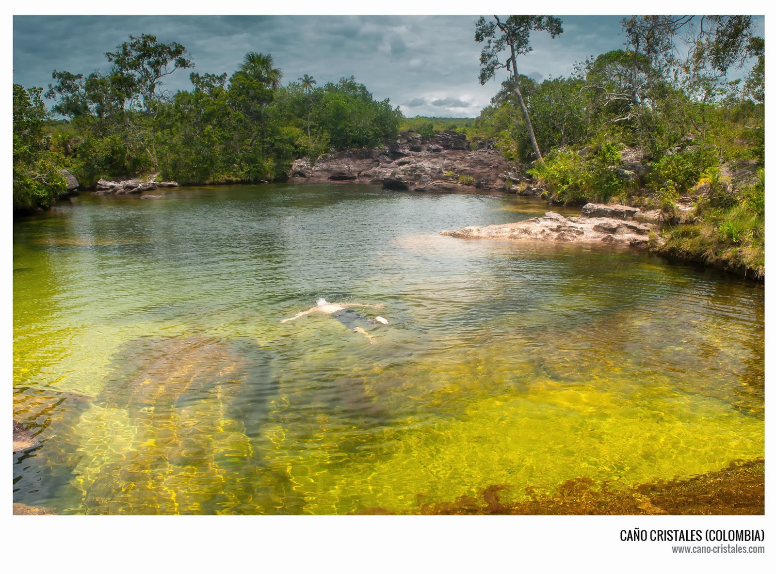 En Caño Cristales nadar es posible En Caño Cristales nadar es posible