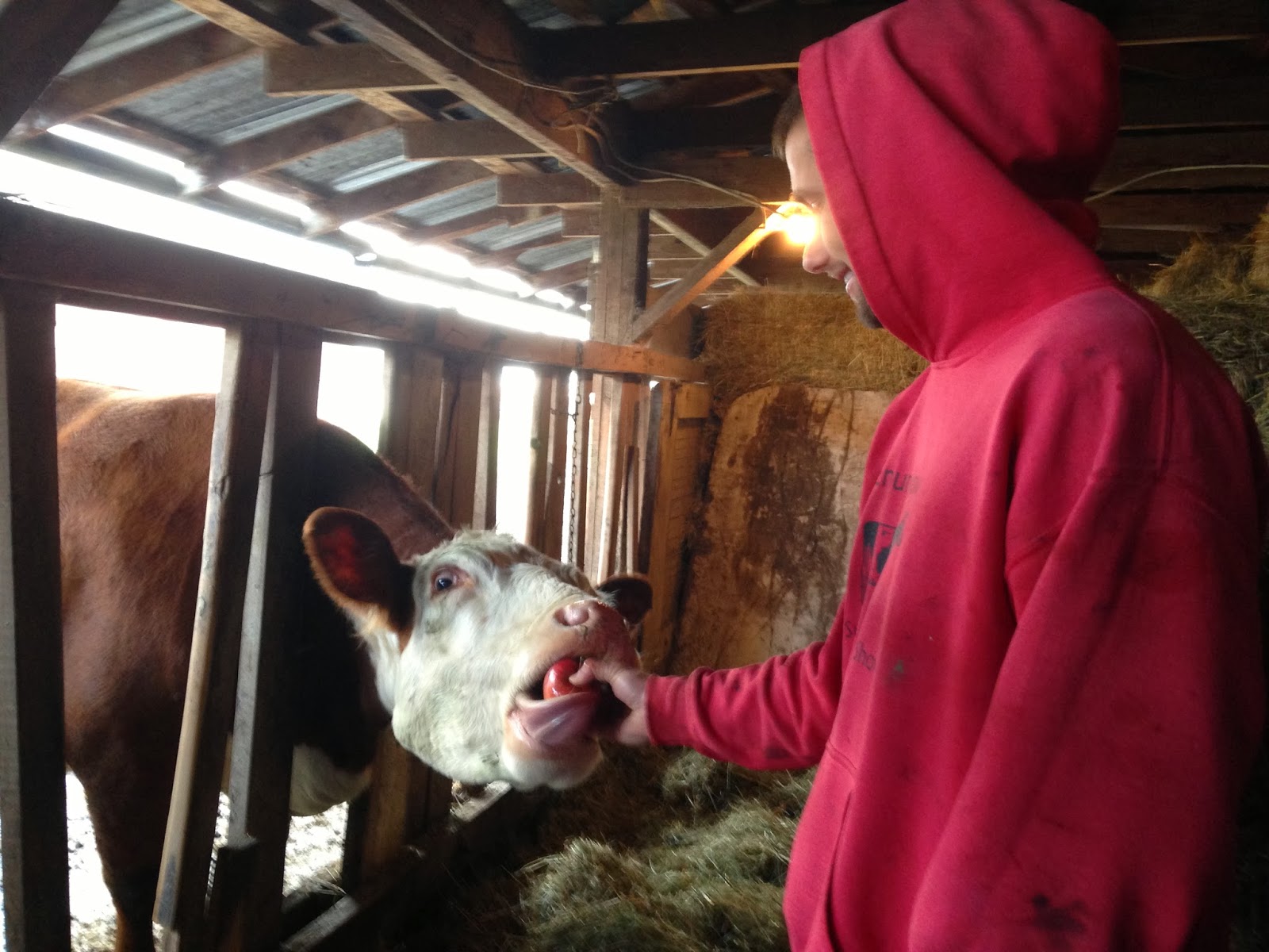 Kimmi's Dairyland Cows eat their fruits and vegetables, too!