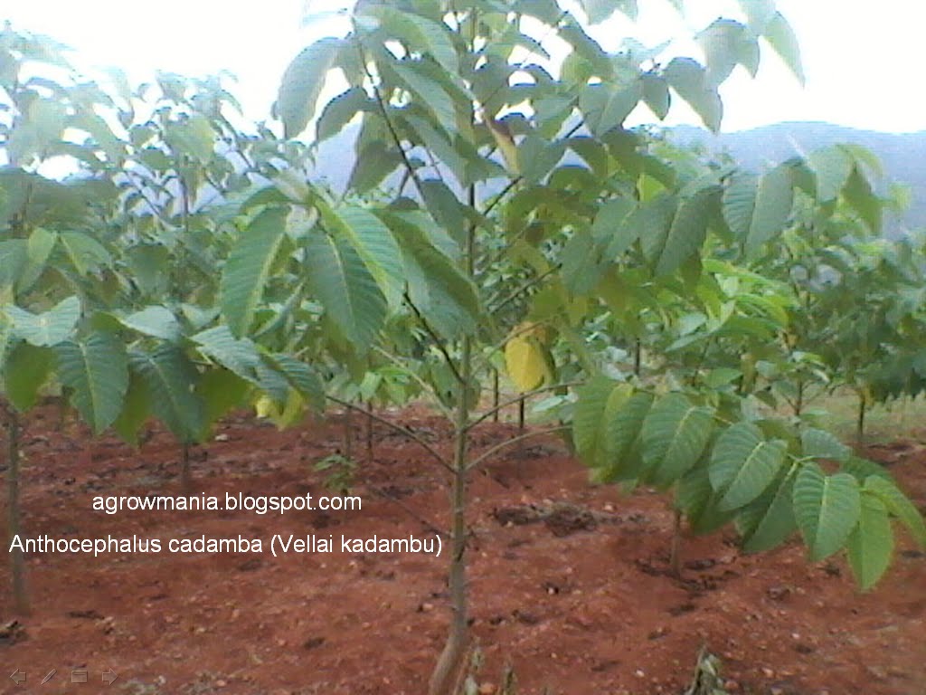 Agroforestry A Blog On Agrihortisilviculture 2011