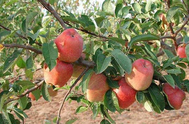 Apple Tree Images