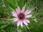 Tragopogon porrifolius