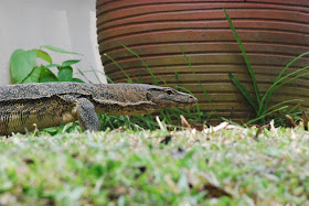 Urban Monitor Lizard - Malaysia