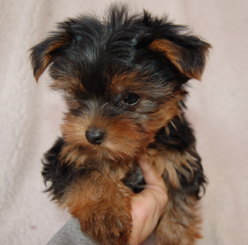 53+ Full Grown Yorkshire Terrier Size Image Codepromos