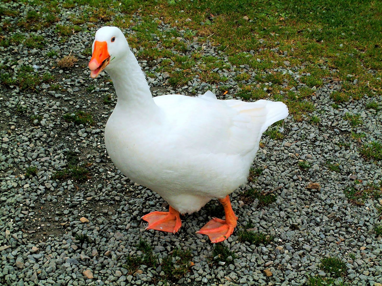 Solitary Dog Sculptor I Animals Animales Birds Aves Geese